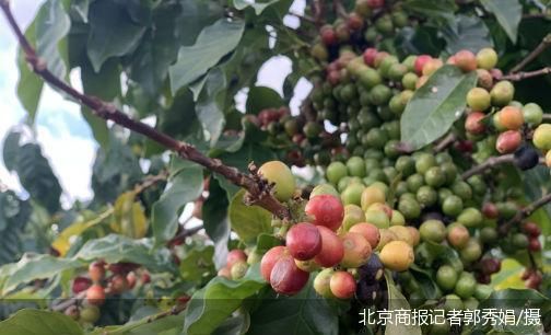 北京商报记者郭秀娟/摄