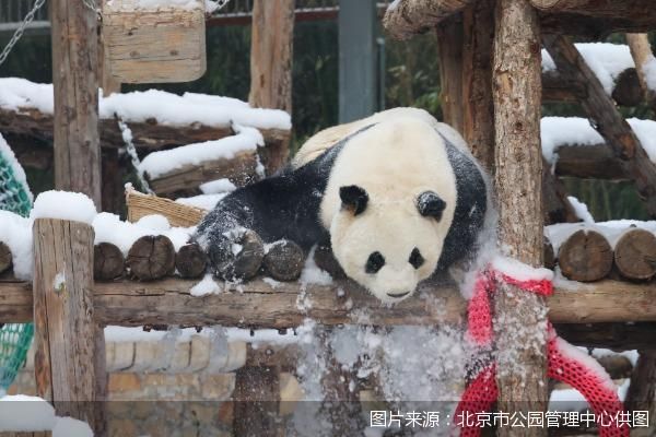 图片来源：北京市公园管理中心供图