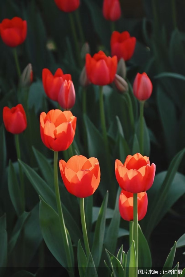 图片来源：记者拍摄