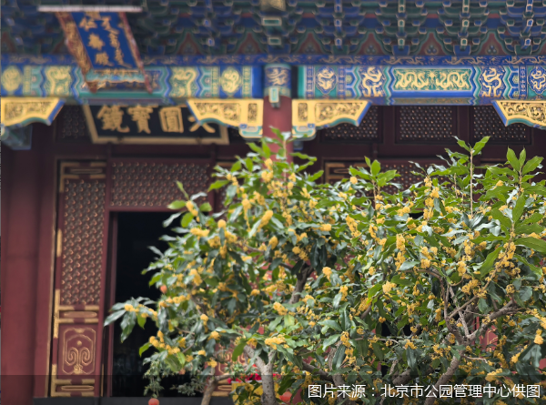 图片来源：北京市公园管理中心供图
