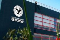 背靠蒙牛 现代牧业上半年扭亏