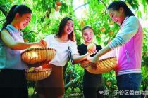 【小康之治的北京样本】平谷：大桃致富经