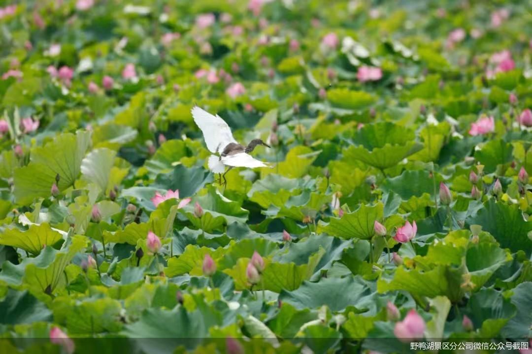 野鸭湖景区分公司微信公众号截图