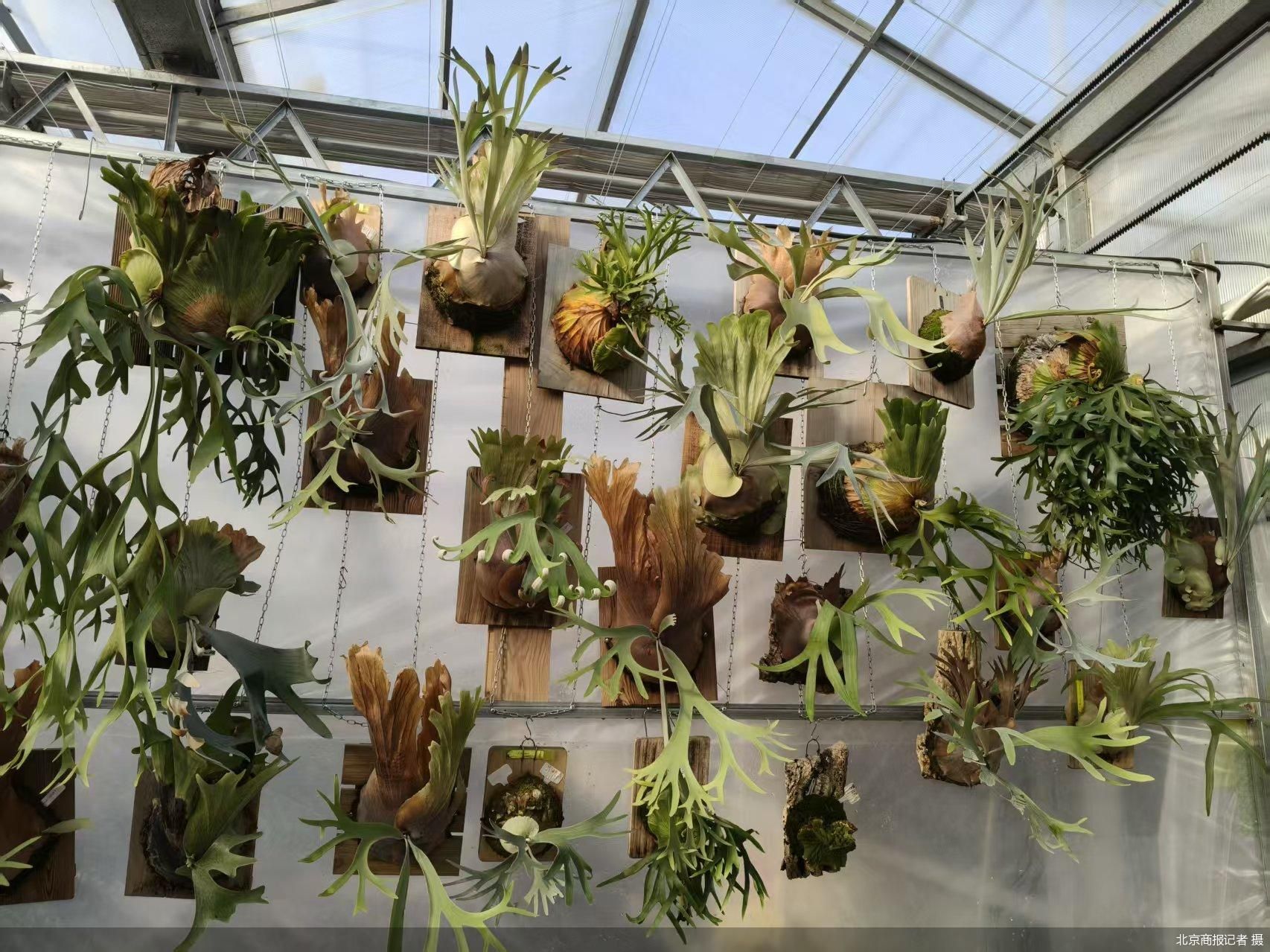 北京商报记者 摄