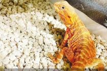 异宠经济百亿市场背后的规范之路