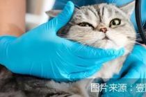 “买了不赔”声音不断，宠物险陷入两难