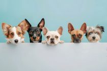 派特鲜生关店近半 宠物鲜食的风口迷局