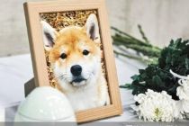 暴利外衣下的宠物殡葬