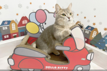 携宠出境游咨询量翻倍，航司、酒店争抢“宠物友好”新蓝海