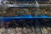 节日效应显现 新发地市场海鲜日销2000吨