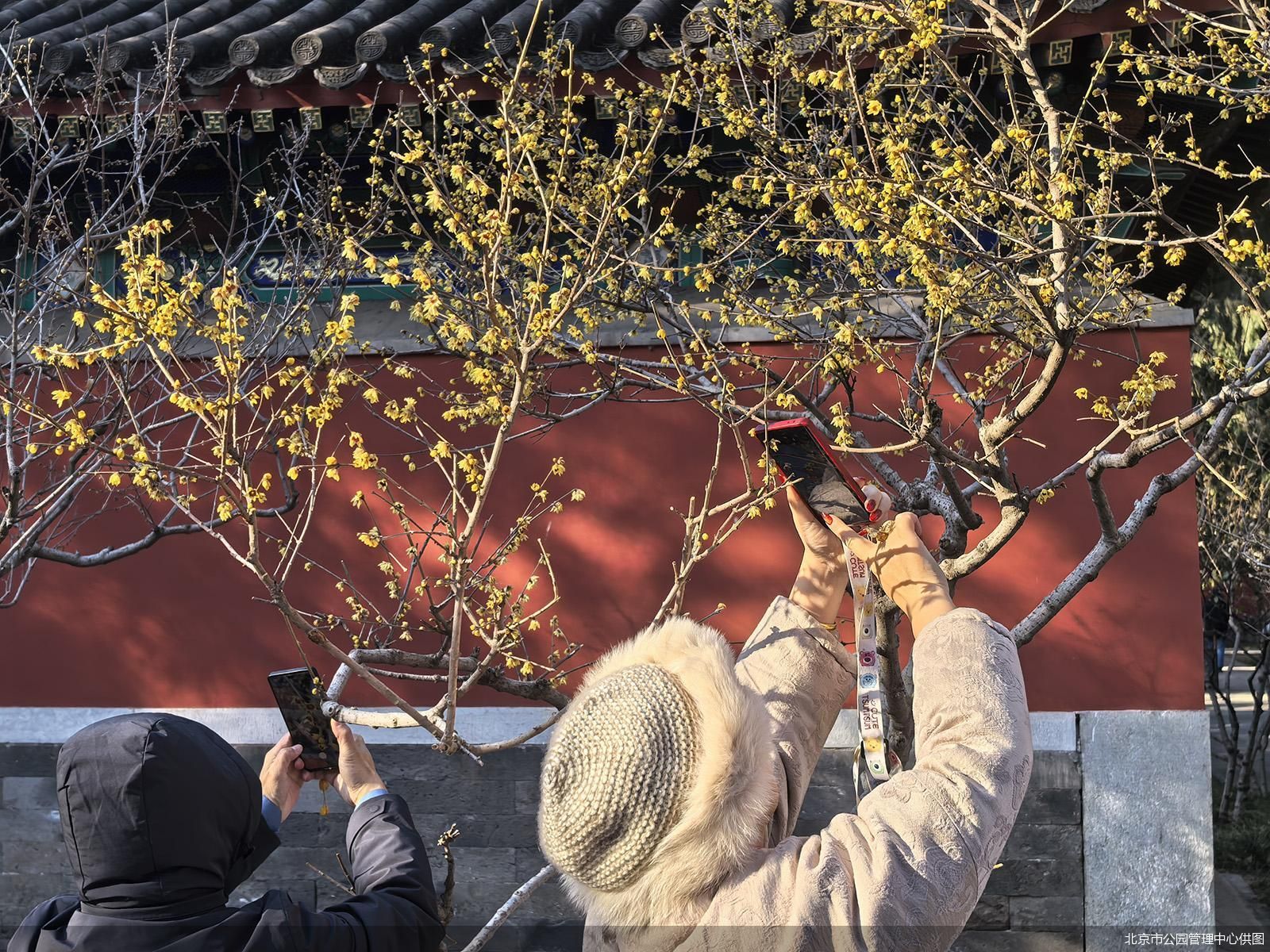 北京市公园管理中心供图