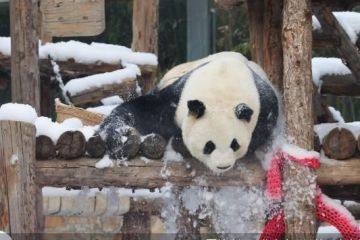 北京市属公园接待赏雪游客超38万人次