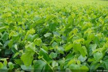 春耕时节“保险绿”穿梭田间：从“托底赔付”到“护耕赋能”