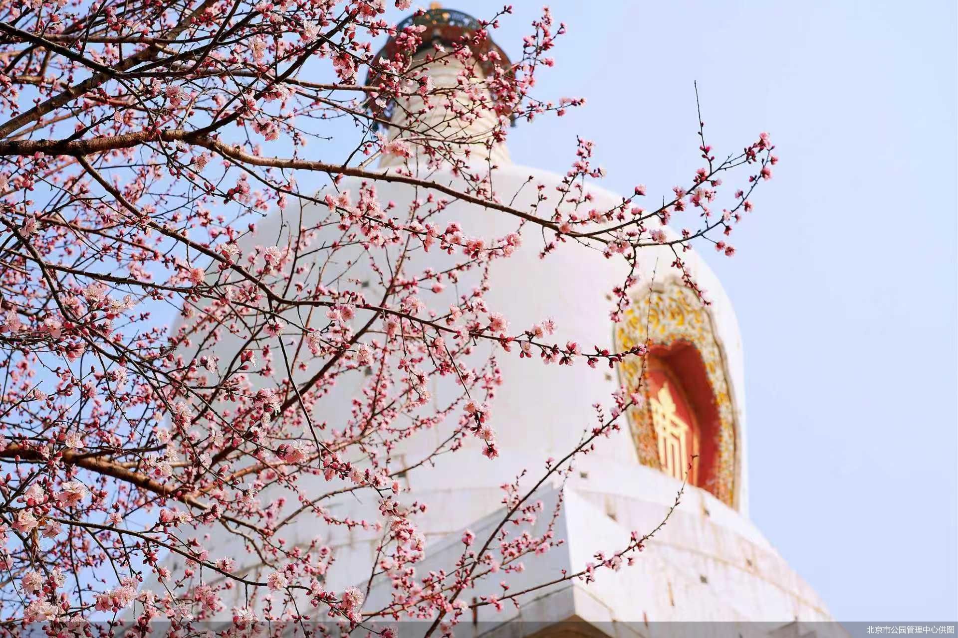 北京市公园管理中心供图