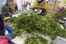 北京新发地市场春菜上新  销量同比增50%