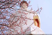 北京市属公园春花观赏季陆续启幕