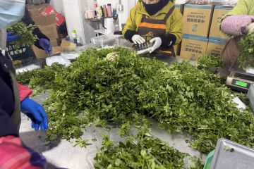 北京新发地市场春菜上新  销量同比增50%