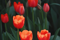 发布赏花地图、标注热门点位，北京领跑春假清明出游热