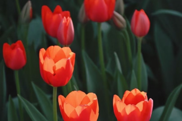 发布赏花地图、标注热门点位，北京领跑春假清明出游热