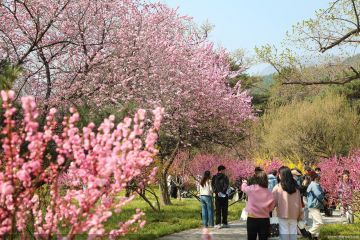 清明假期首日北京市属公园共接待游客58.57万人次