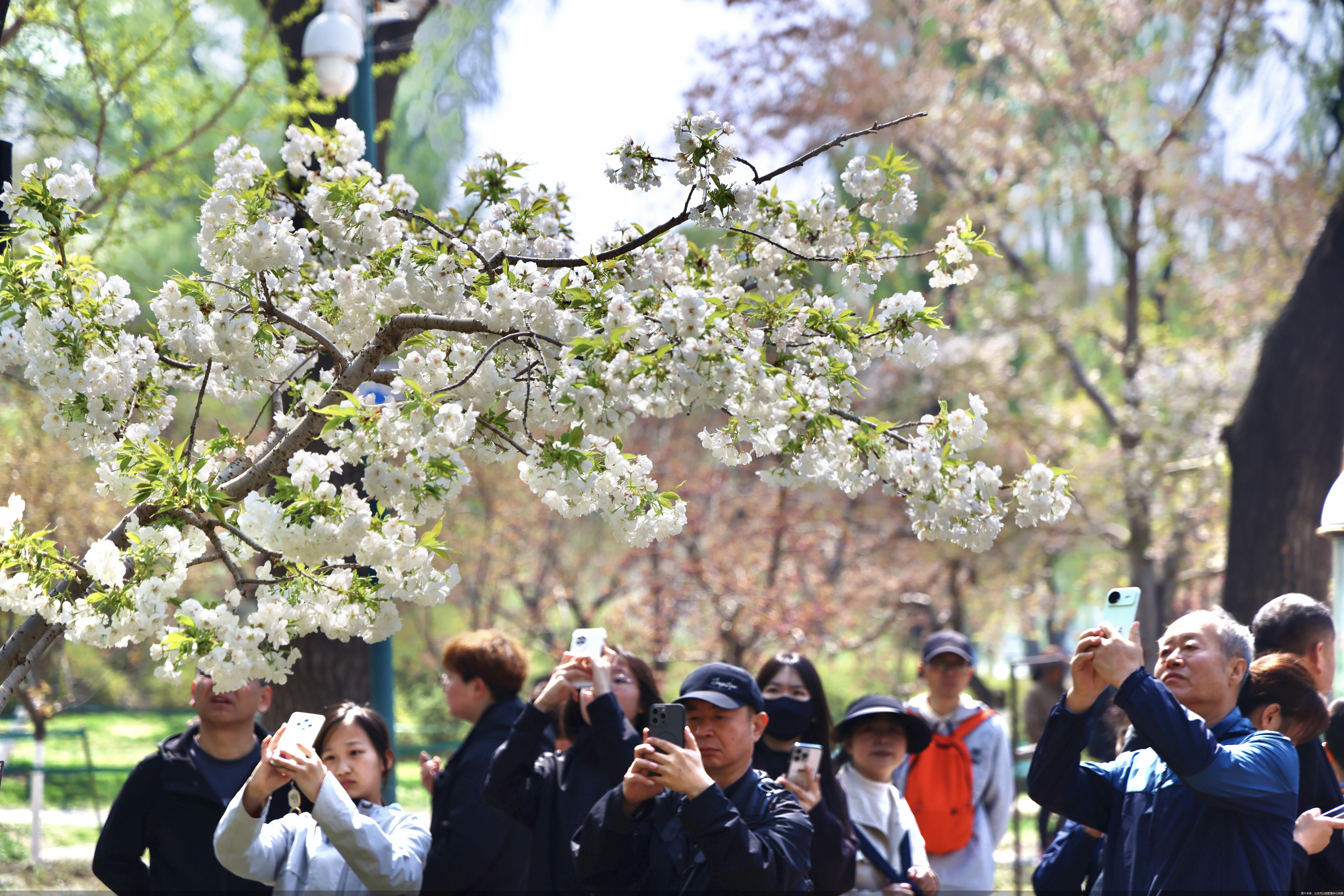 图片来源:北京市公园管理中心供图