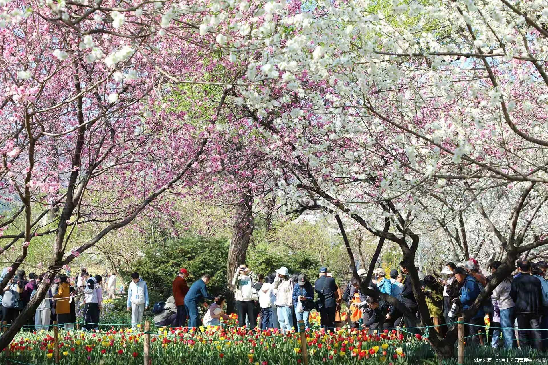 图片来源:北京市公园管理中心供图