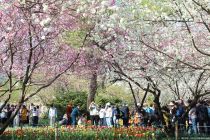 清明假期北京市属公园迎客超217万人次