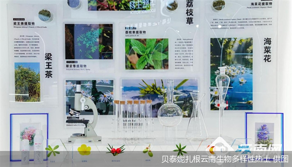 贝泰妮扎根云南生物多样性热土 供图