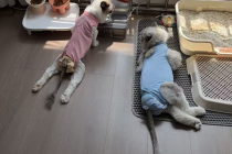 千只小猫瘫痪调查：多数食用伯纳天纯猫粮，山姆MM猫粮也被点名