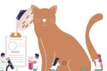 千只小猫瘫痪背后的猫粮信任危机