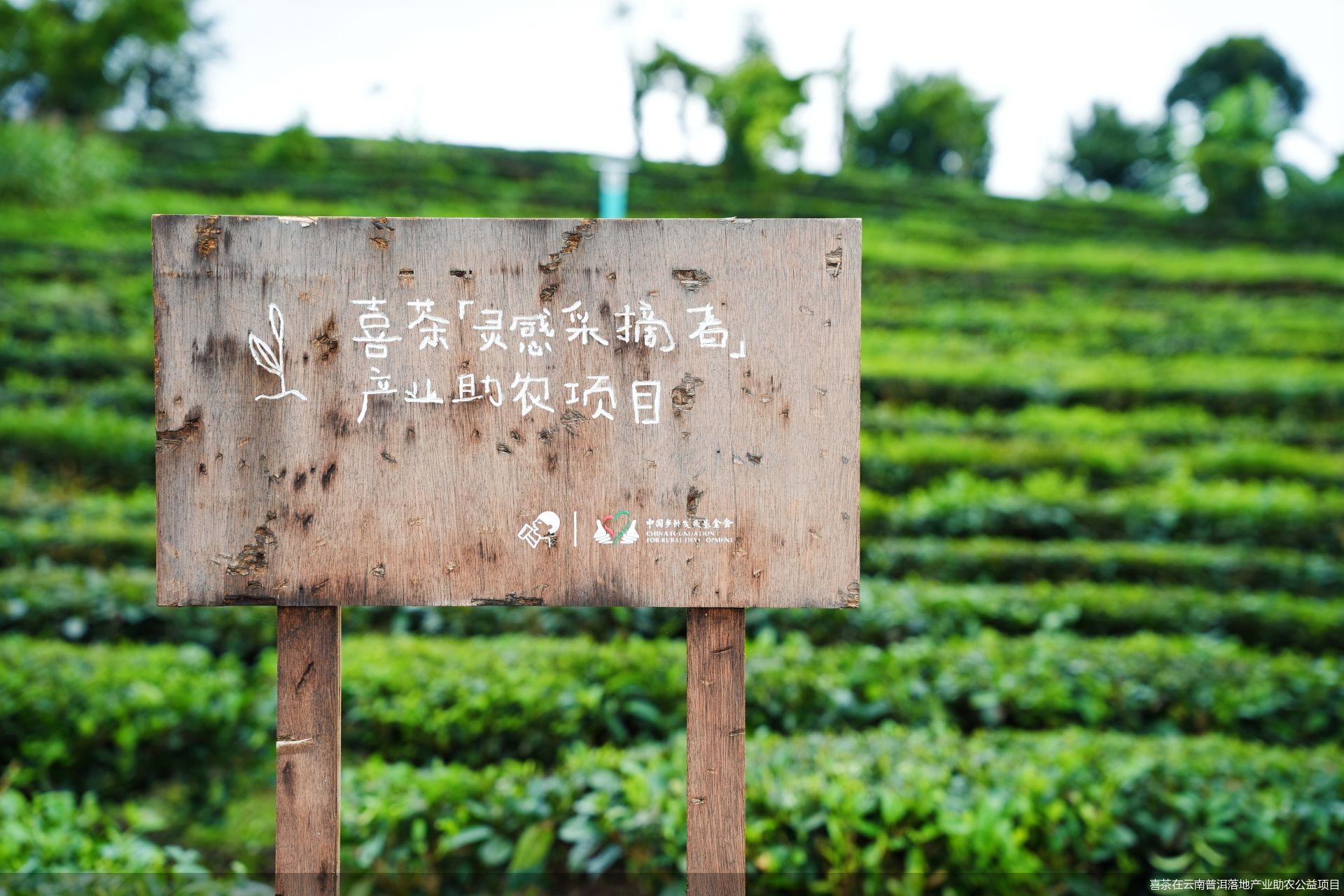 喜茶在云南普洱落地产业助农公益项目