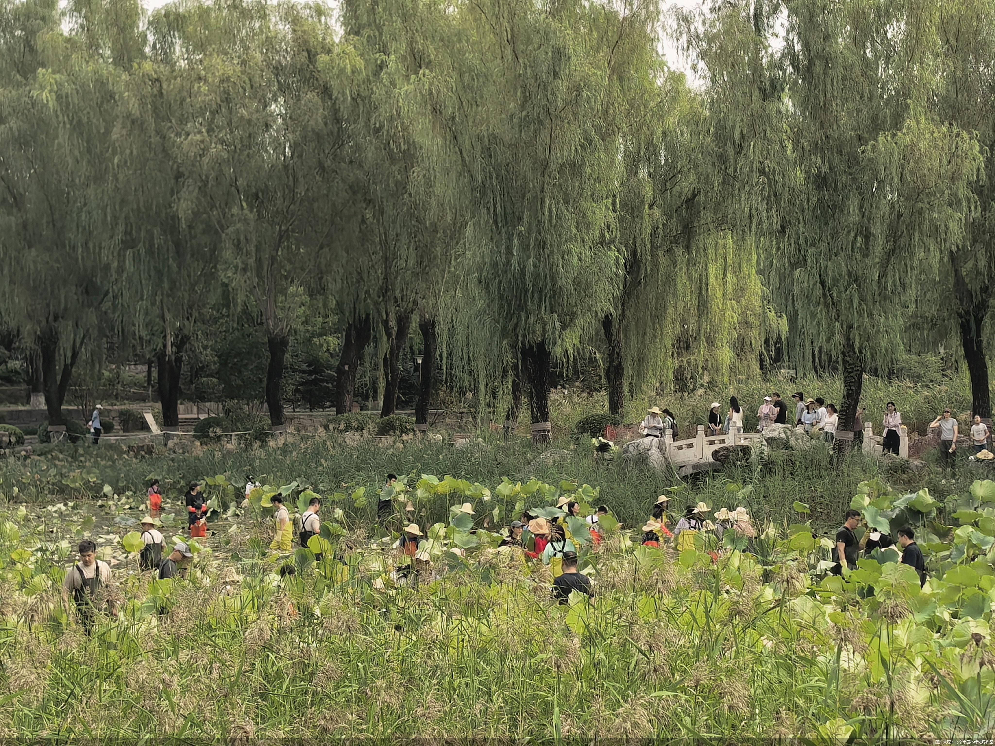 图片来源：北京市园林绿化局供图