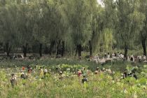 中秋假期北京全市公园纳客493.91万人次